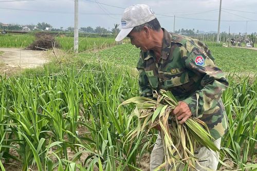 Mưa lạnh kéo dài, lay ơn khô lá, chết rễ hàng loạt