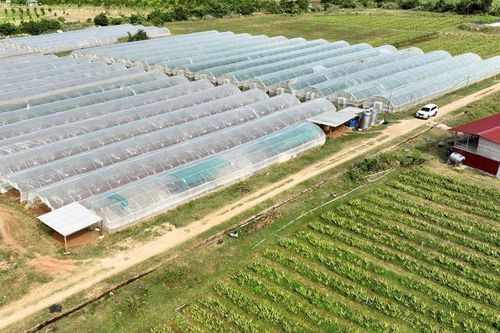 Ninh Thuận phát triển sản xuất nông nghiệp tuần hoàn