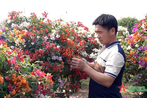 Làng nghề hoa giấy Phù Đổng vào vụ Tết