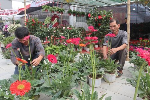 Nhộn nhịp mùa kinh doanh hoa Tết