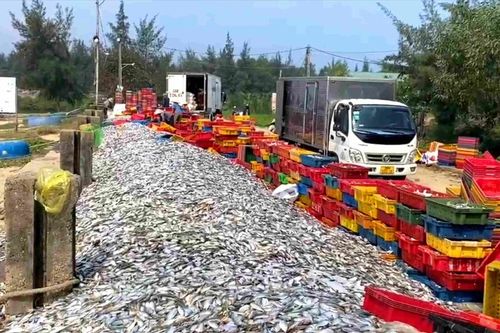 Ngư dân trúng đậm hàng chục tấn cá ghé biển