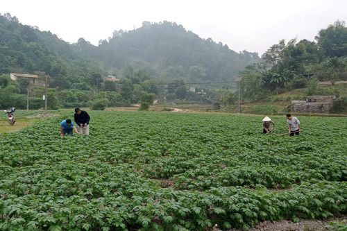Sản xuất nông nghiệp từng bước phục hồi sau thiên tai