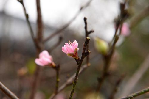 Đào rừng xuống phố, phục vụ người dân Thủ đô chơi Tết Nguyên đán