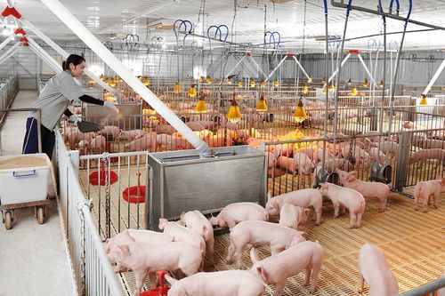 Dabaco (DBC) ước tính lãi 770 tỷ đồng năm 2024, vẫn chỉ vượt 5,5% so với mục tiêu đề ra