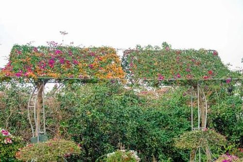 'Thủ phủ' hoa giấy miền Bắc rực rỡ khoe sắc, nhộn nhịp đón Tết
