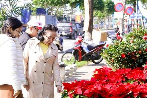 Hoa Tết rực rỡ xuống phố phường Đà Nẵng