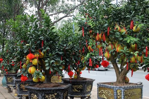 Bưởi Diễn chưng Tết giá hàng chục triệu bày bán sớm ở TPHCM