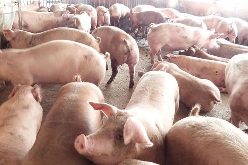 Giá lợn hơi hôm nay 7/1/2025: Đồng loạt đứng yên
