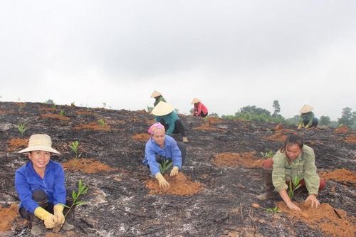Nghệ An ban hành chỉ thị về tổ chức Tết trồng cây Xuân Ất Tỵ 2025