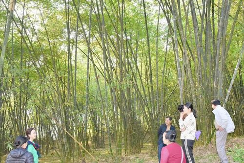 Người dân Tương Dương đề nghị nhân rộng mô hình sinh kế bền vững từ trồng mét