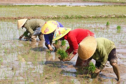 Tháng Chạp, thợ cấy thuê kiếm tiền triệu để tiêu Tết