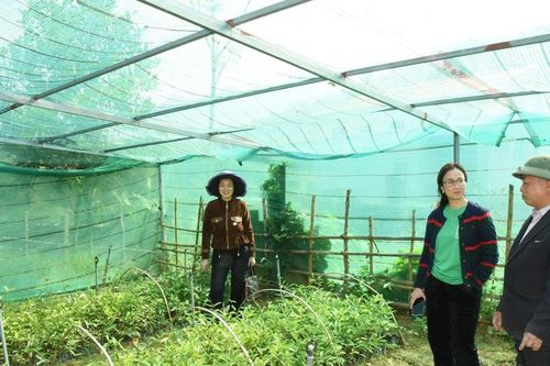Tổng kết, bàn giao dự án tài trợ trồng dược liệu dưới tán rừng ở Tương Dương