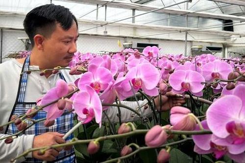 Thu tiền tỷ trên đất cát bạc màu