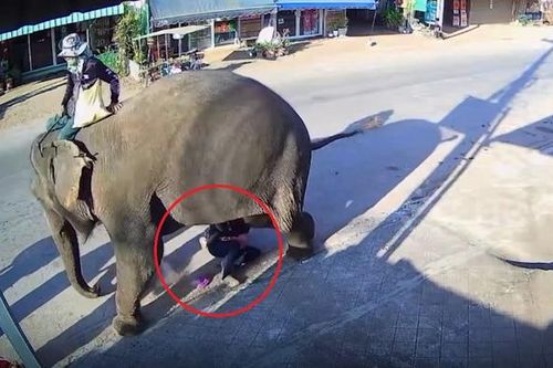 Cầu may, bé gái và người quản tượng suýt bị voi giẫm trúng