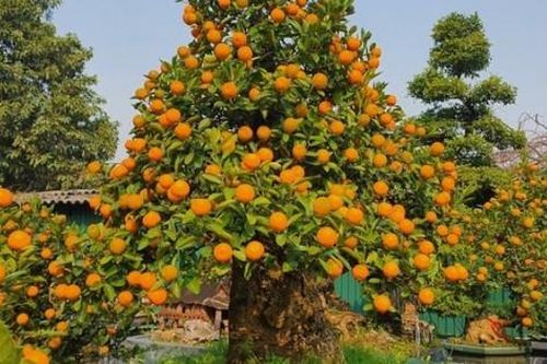 'Đột nhập' vườn quất độc lạ tiền tỷ, chưa đến Tết khách đã đặt hàng gần hết