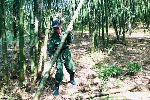 Làm giàu bền vững từ trồng mét ở huyện miền núi Nghệ An
