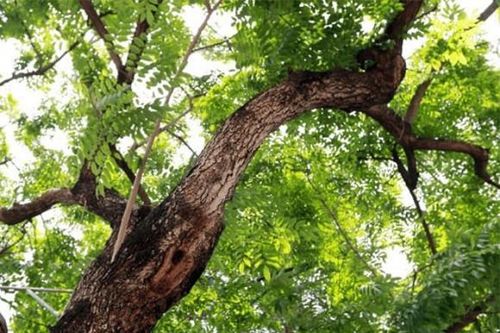 Ở Việt Nam có một loại gỗ được ví như 'khối vàng lộ thiên', vô cùng quý hiếm và đắt đỏ, giá trị có thể lên đến cả trăm tỷ đồng