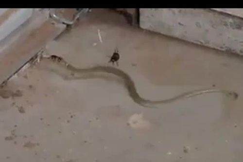 CLIP: Nhện độc giăng bẫy, hạ gục rắn bằng vũ khí đáng sợ