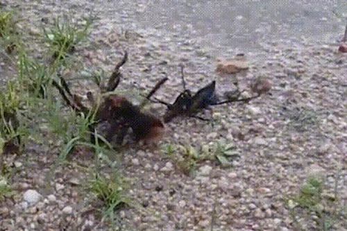 CLIP: Cuộc chiến sinh tử giữa ong bắp cày ký sinh với nhện độc khổng lồ, cái kết đầy khốc liệt