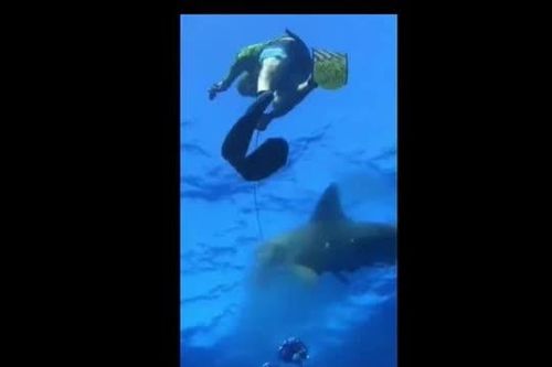 CLIP: Khoảnh khắc kinh hoàng, nhóm thợ lặn bị cá mập cướp mồi ngoài biển