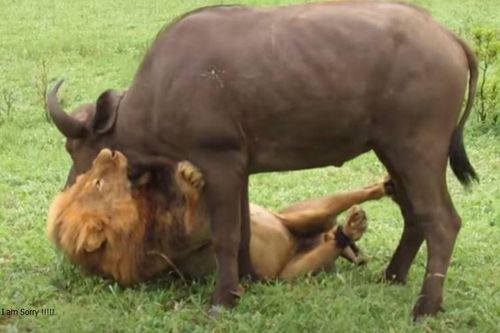 CLIP: Sư tử đực thể hiện uy quyền, dễ dàng hạ sát trâu rừng trưởng thành