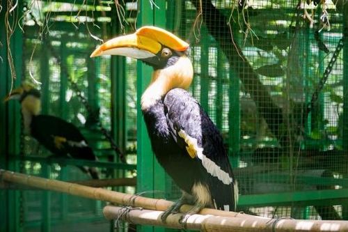 Loài chim quý Việt Nam có mỏ đắt gấp 3 lần ngà voi, giá 150 triệu/kg: Được liệt vào nhóm một sách đỏ