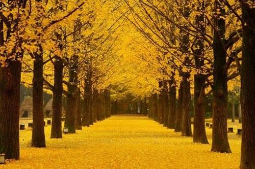 Hòn đảo thơ mộng nhất xứ sở kim chi