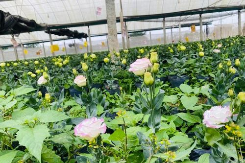 Làng hoa Đông Cương vào vụ Tết