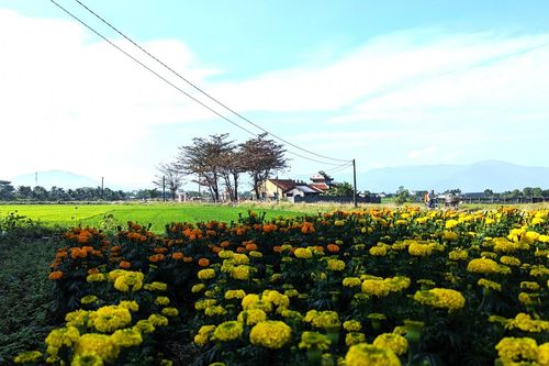 Những vườn hoa tết quê tôi