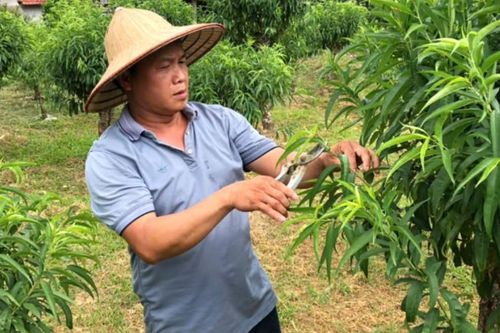 Nông dân Vũ Sơn tăng thu nhờ chuyển đổi cơ cấu cây trồng