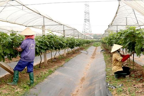 Khai thác tiềm năng du lịch nông nghiệp