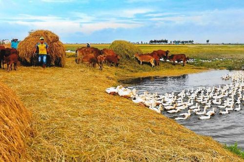 Quảng Điền phát triển chăn nuôi quy mô lớn