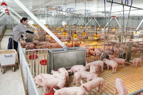 Giá cổ phiếu tăng vọt, người nhà Tổng Giám đốc BaF Việt Nam 'chốt lời'
