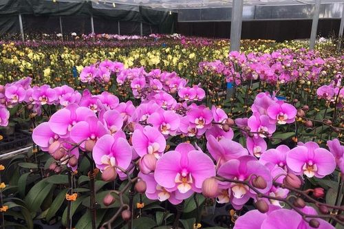 Thủ phủ lan Đà Lạt tăng ca, tất bật xuất những lô hàng Tết