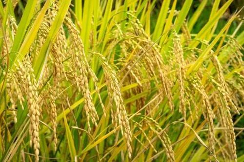 Giá lúa lao dốc khi Tết cận kề