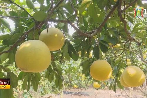 Cây bưởi trở thành cây ăn quả chủ lực ở Hà Nội