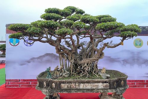 Chiêm ngưỡng 'siêu cây' của nghệ nhân Hà Nội, trả bao nhiêu tiền cũng không bán