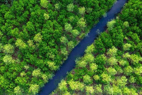 Rừng ngập mặn Dragon Mangrove Forest: Hành trình khám phá thiên nhiên độc đáo