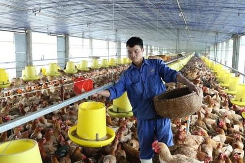 Hà Nội: Tạo mọi điều kiện thuận lợi về xử lý chất thải trong chăn nuôi