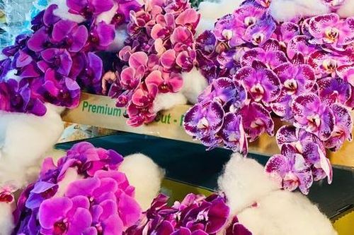 Những loại hoa 'độc, lạ' đang 'làm mưa làm gió' thị trường Tết 2025