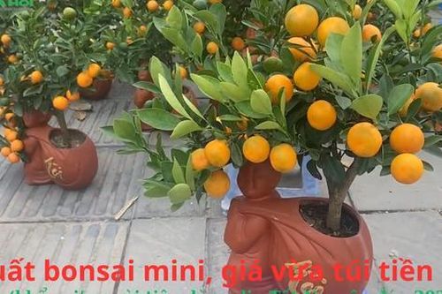 Quất bonsai mini, giá vừa túi tiền, hợp 'gu' người tiêu dùng dịp Tết Nguyên đán 2025
