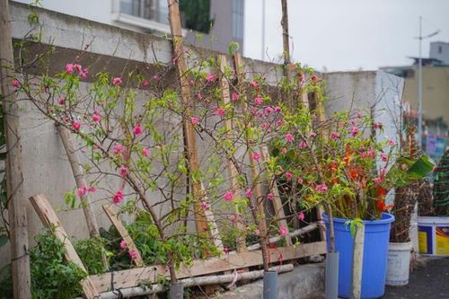 Chuyên gia chỉ cách chọn, chăm sóc hoa, cây cảnh chơi Tết bền đẹp