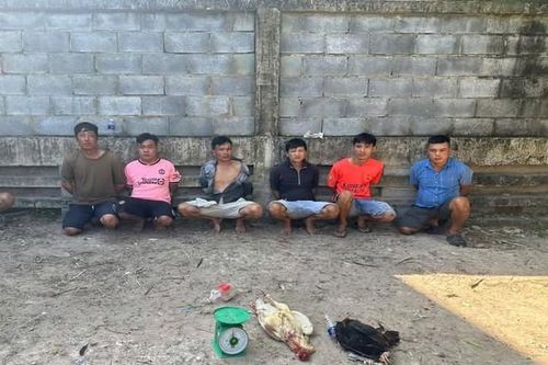 Triệt phá tụ điểm đá gà ăn tiền, bắt giữ 6 đối tượng