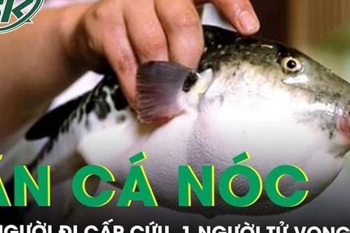 5 người đi cấp cứu, 1 người tử vong sau khi ăn cá nóc