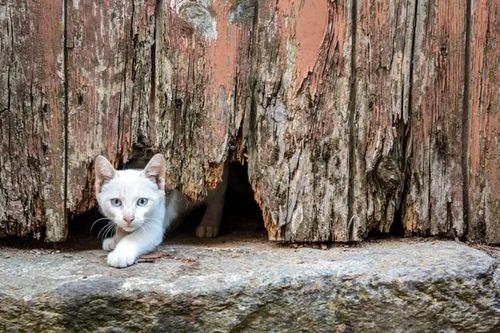 Lý giải khả năng 'không tưởng' bí ẩn của loài mèo