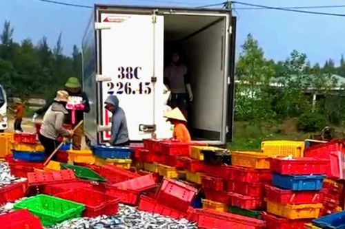 Hà Tĩnh: Ngư dân trúng hơn 50 tấn cá ghé