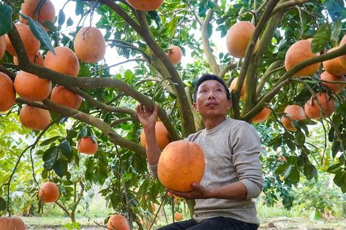 Bưởi tiến vua có gì đặc biệt mà được săn đón dịp Tết