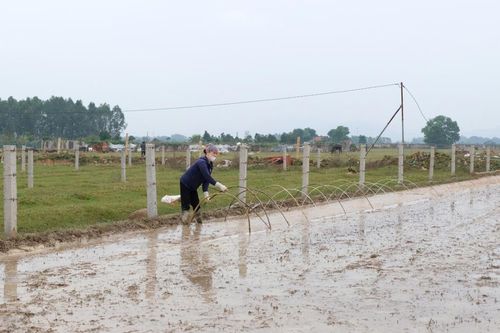 Hà Nội: bảo đảm nguồn nước cho vụ lúa lớn nhất trong năm