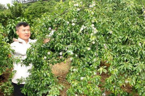 Sơn La: tái cơ cấu ngành nông nghiệp từ các sản phẩm OCOP