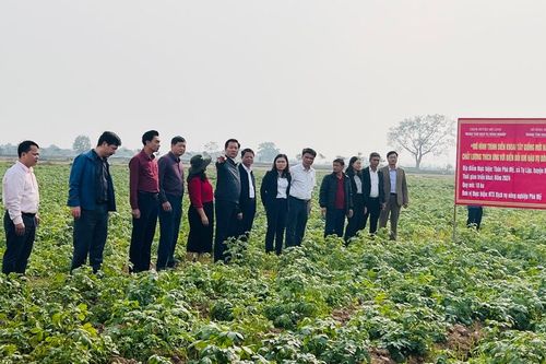 Hà Nội sẽ xây dựng vùng trồng khoai tây vụ Đông tập trung, quy mô lớn